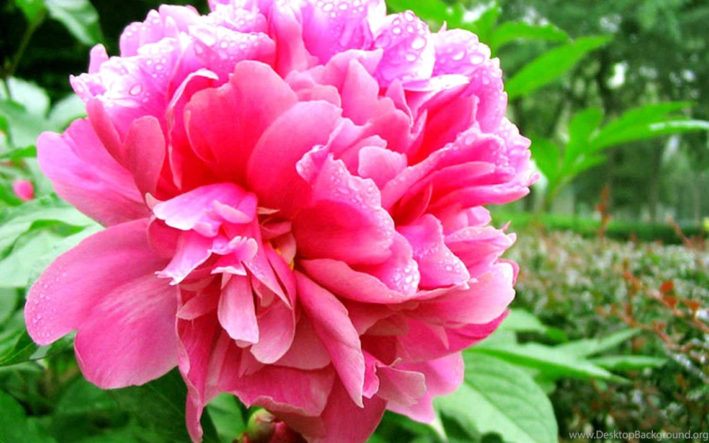 Peony Flower Macro Photography Wallpapers 8 - Flower Wallpapers ...