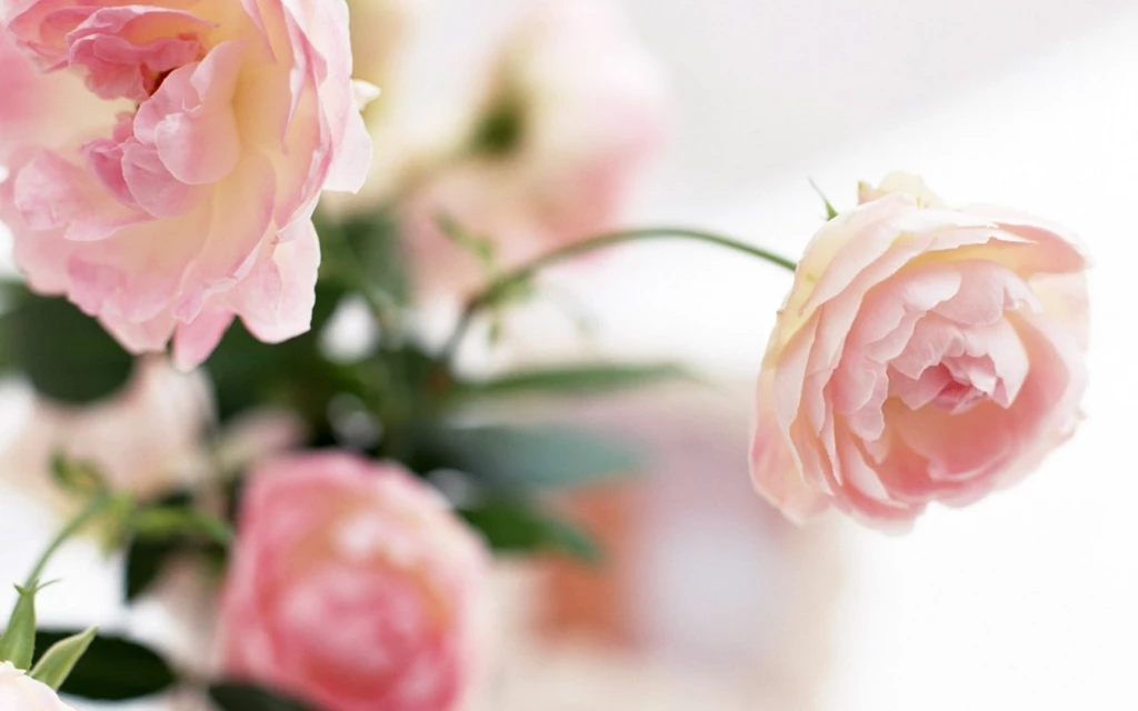 Wallpaper: Peony, Bud, House, Pink, Flowers Wallpapers