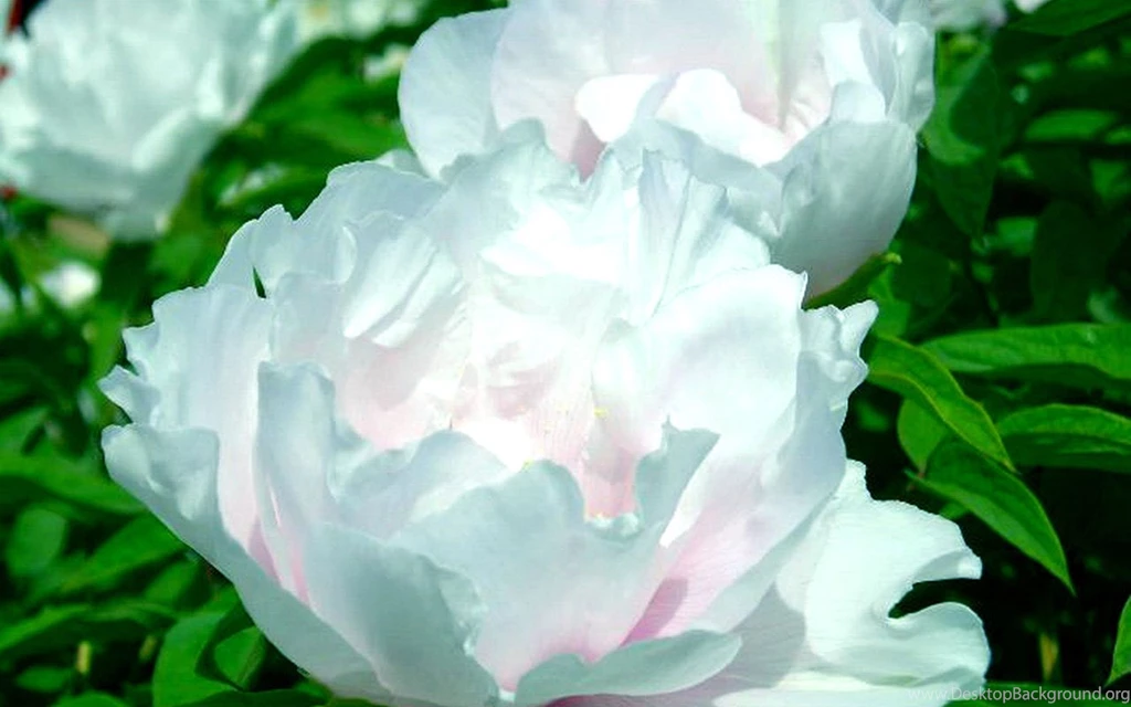 Top Peony Flowers Photography Art Wallpapers