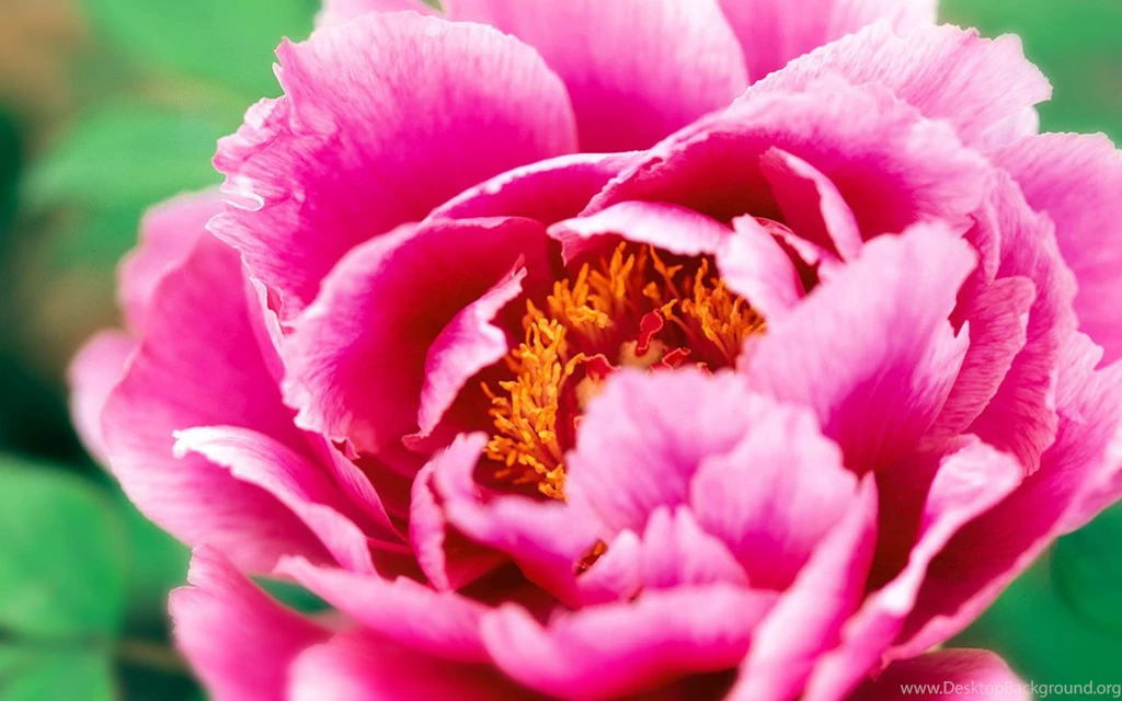 Exquisite Beauty The Peony Flower Close up Wallpapers 6 - Flower ...