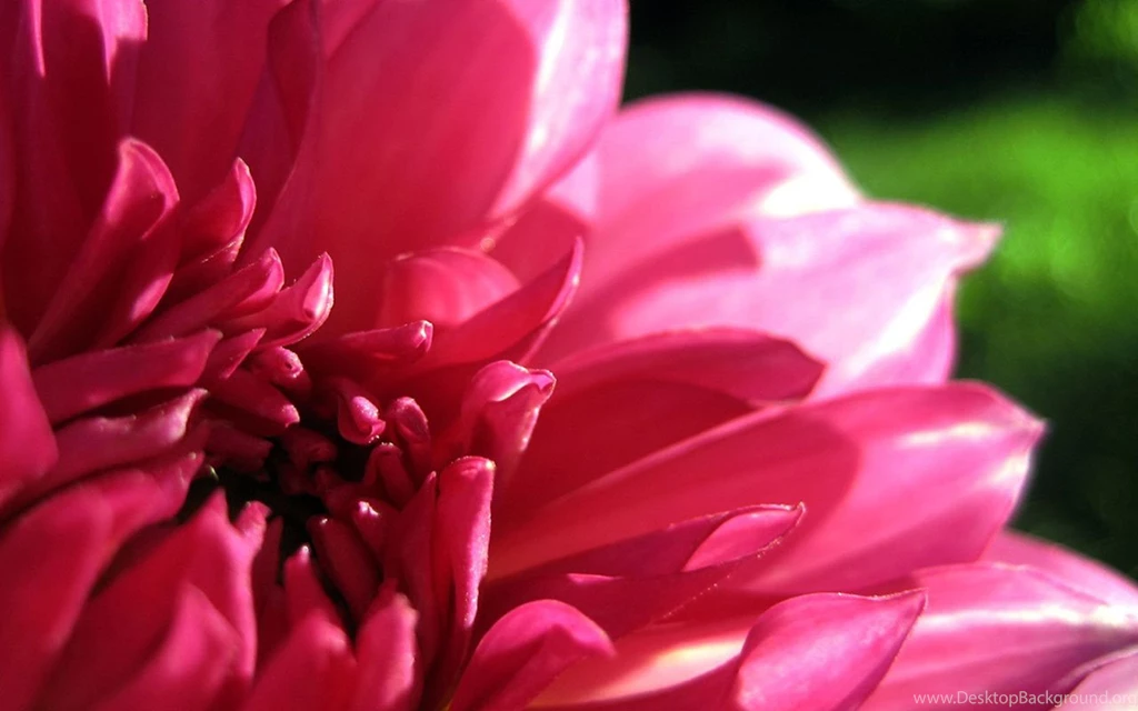 Exquisite Beauty The Peony Flower Close up Wallpapers 2 - Flower ...