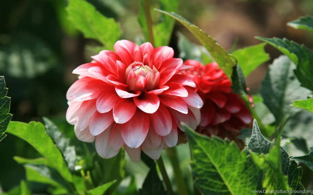 Exquisite Beauty The Peony Flower Close up Wallpapers 9 - Flower ...