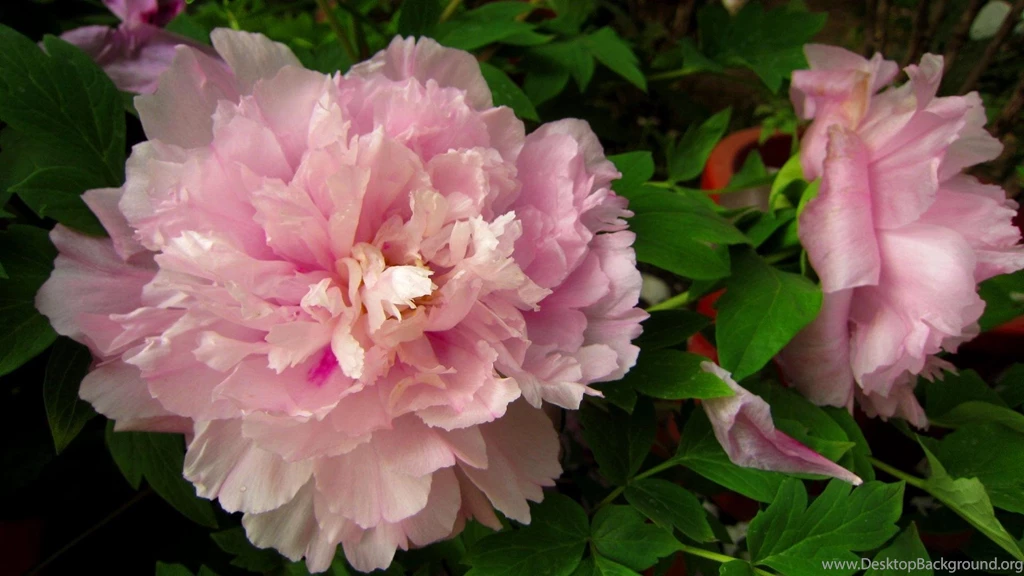 Peony Flower >> HD Wallpaper, Get It Now!