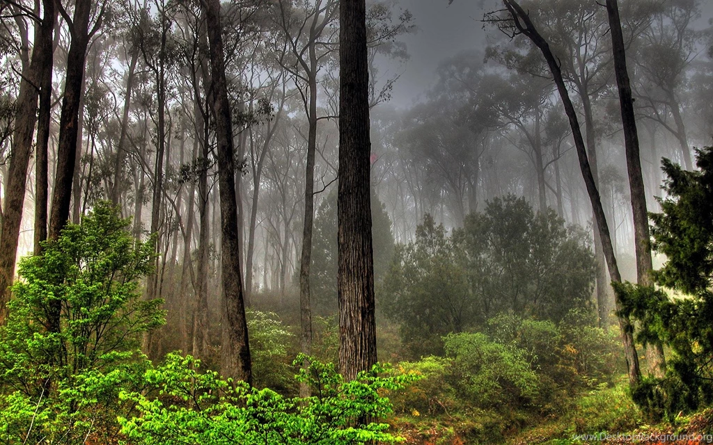 Free Widescreen Wallpapers