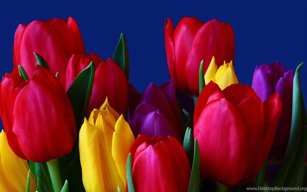 Flowers HD Wide Desktop Wallpapers