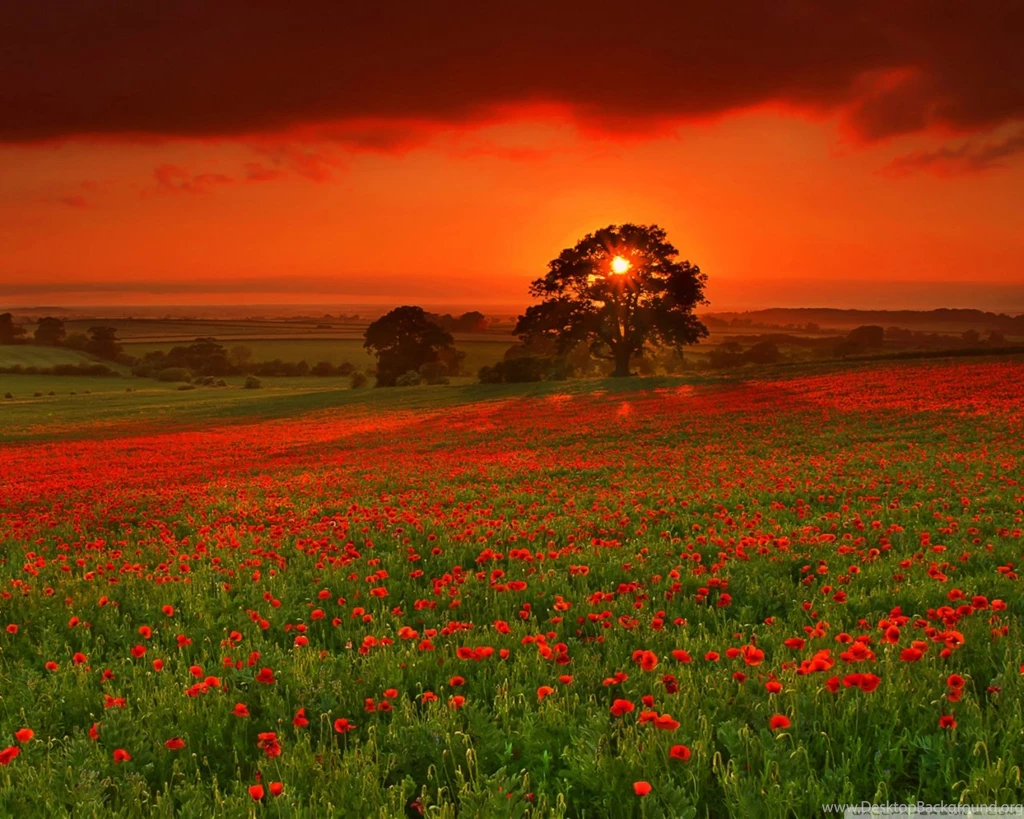 Beautiful Summer Landscape HD Desktop Wallpapers : High Definition ...
