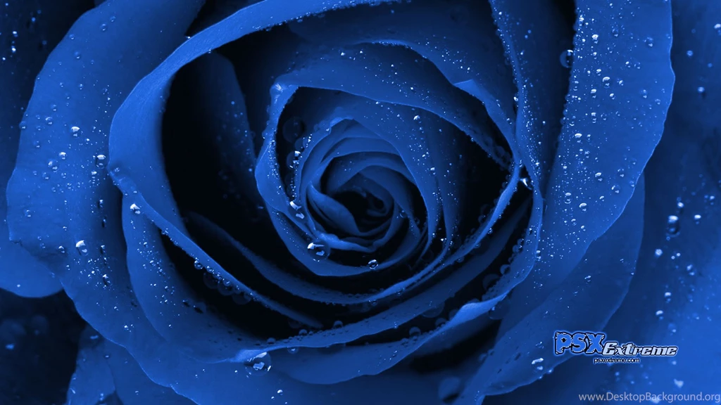 Blue Valentine Rose12