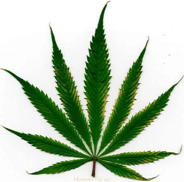 Marijuana Leaf White Backgrounds HD Wallpapers