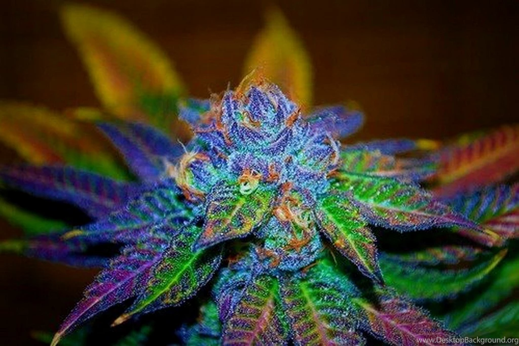 Cannabis Hemp Marijuana Plants