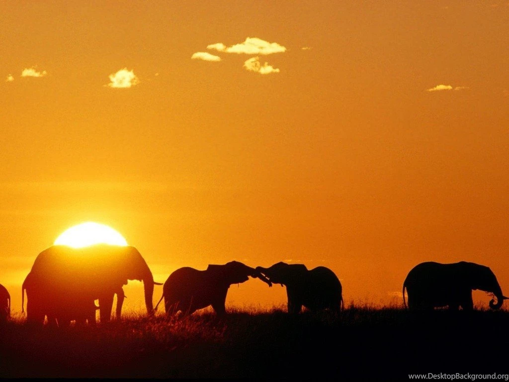 Wallpapers Sundown Africa African Sunset Elephants Thepixhost ...