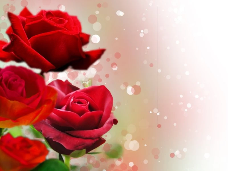 Roses Backgrounds By ShalomR On DeviantArt
