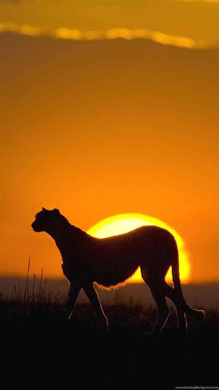 African Leopard Sunset Grassland Landscape iPhone 6 Wallpapers ...