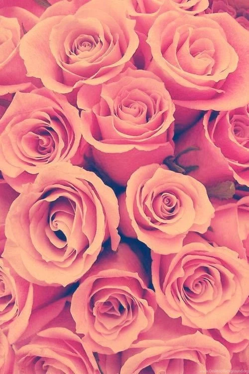 Roses Backgrounds