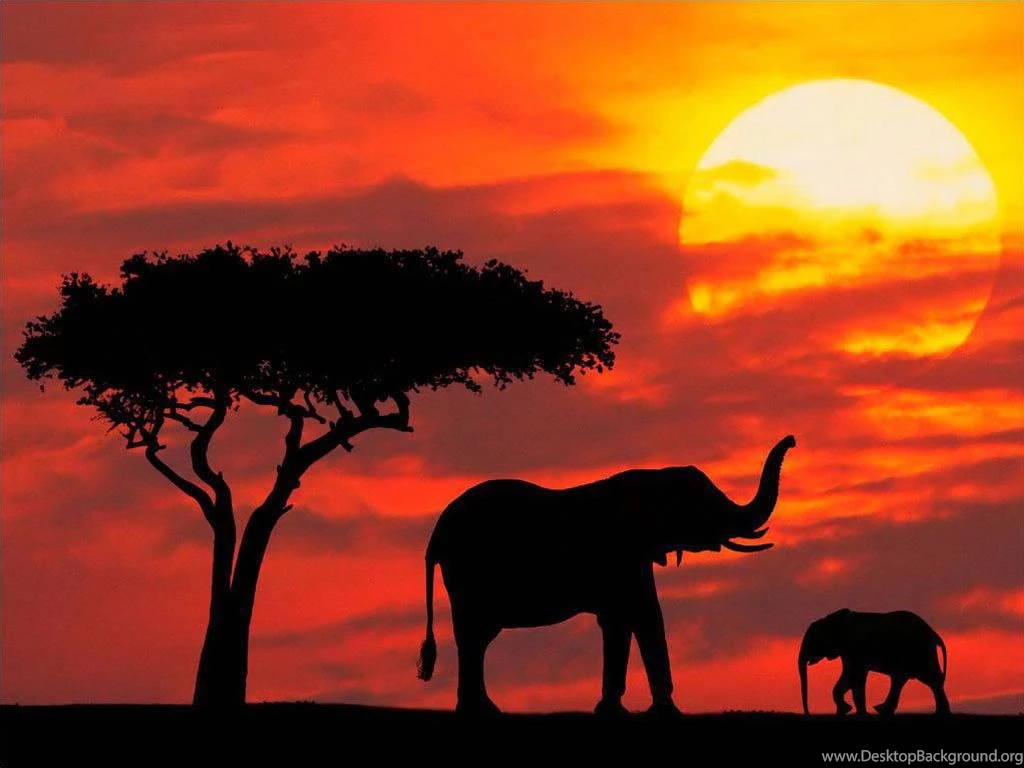 Download Pictures: Elephants Sunset Wallpapers