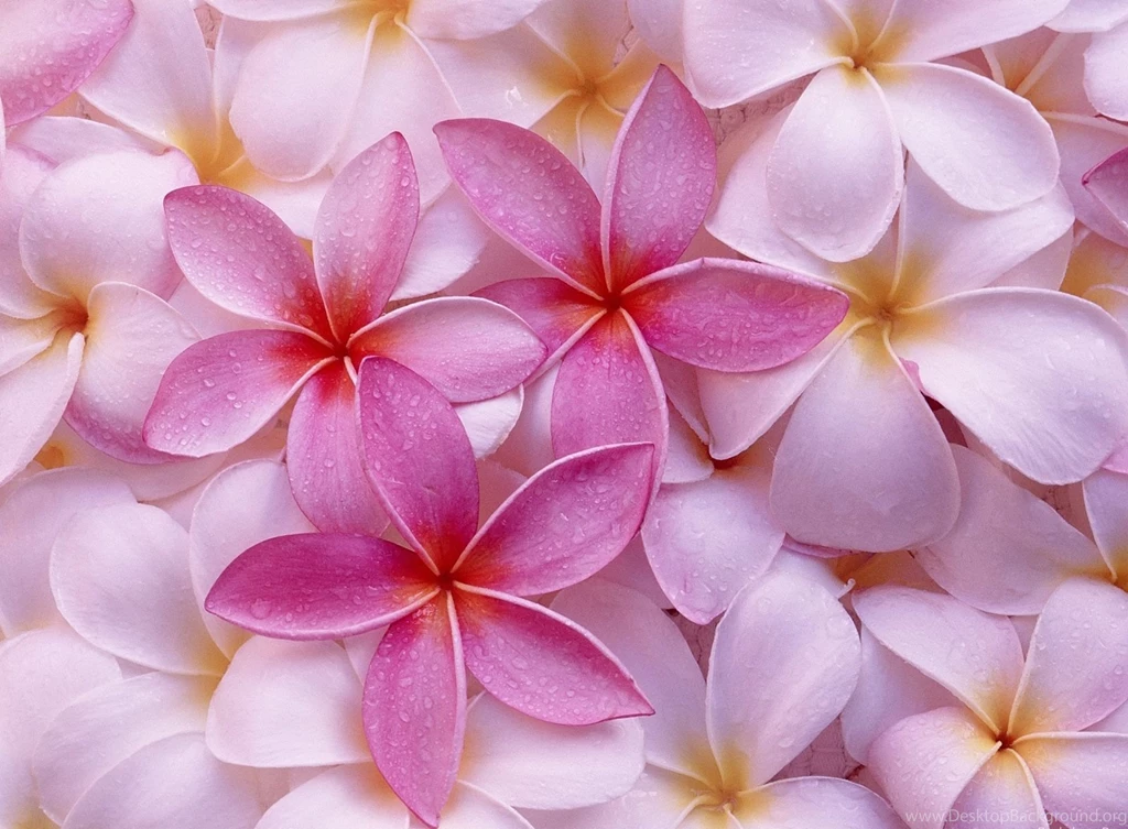 Flowers And Roses Backgrounds Eleven
