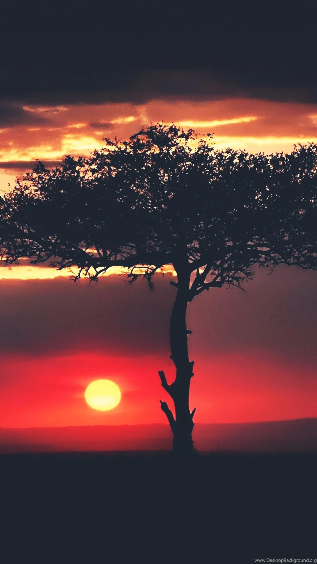 Sunset In Africa Lonely Tree