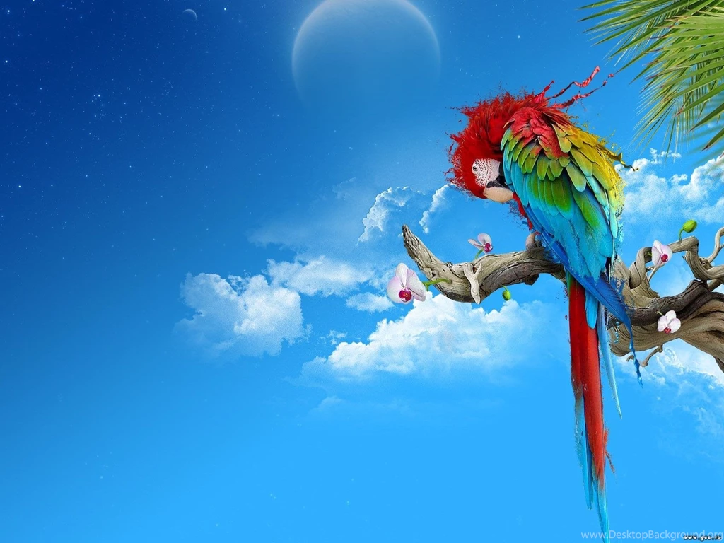 Desktop Images Of Parrots To Color Wallpapers 3d Hd Pictures.