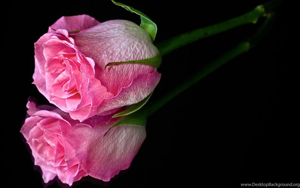 Pink Flower Black Backgrounds