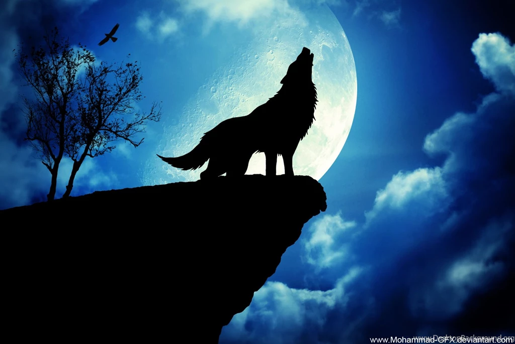 Wolf Cool Background Pictures