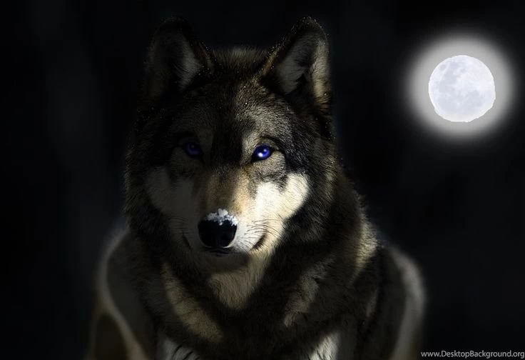 Thousands Of Images About Backgrounds For > Grey Wolf Wallpapers Hd ...