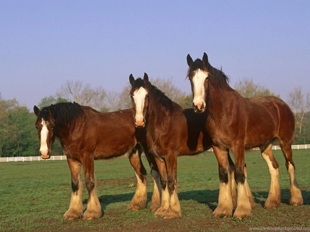 Pictures Of Clydesdale Horses   Wallpapers HD Wide