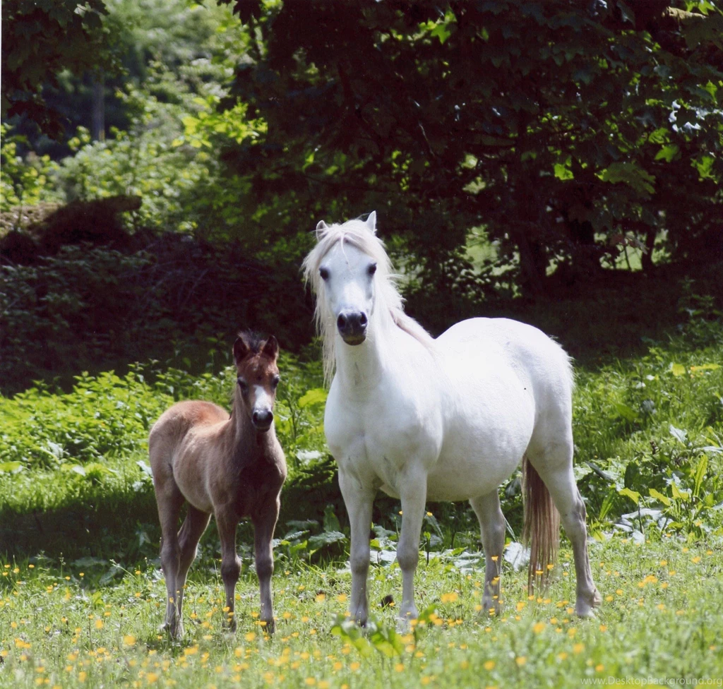 Horse breeds C Clydesdale Page 1