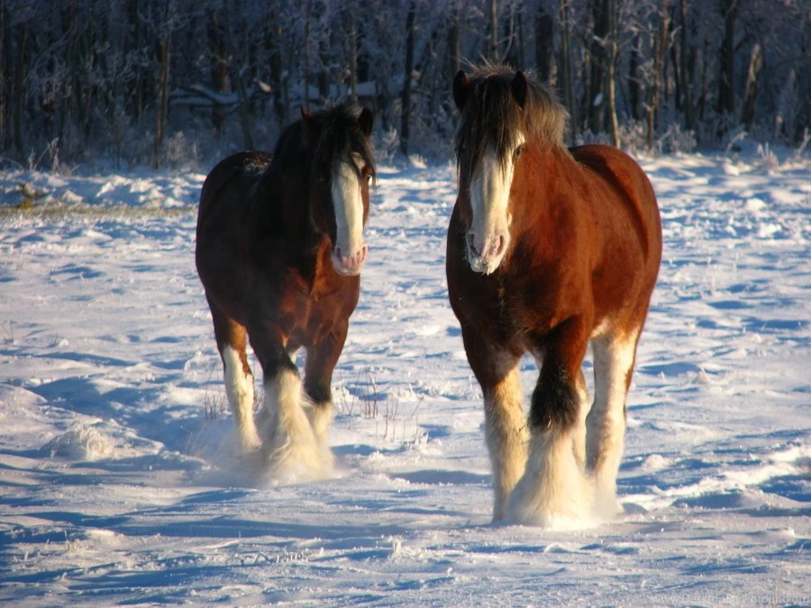 Clydesdale Geldings 2 By Okbrightstar stock On DeviantArt