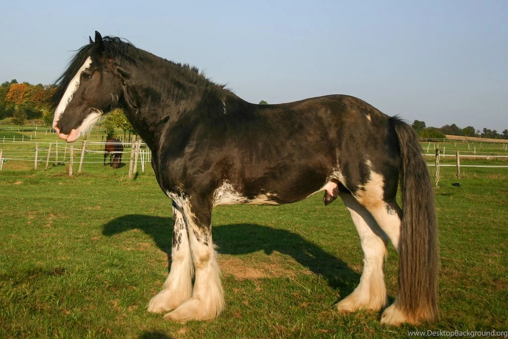 Clydesdale Sabino Gelding By LuDa Stock On DeviantArt
