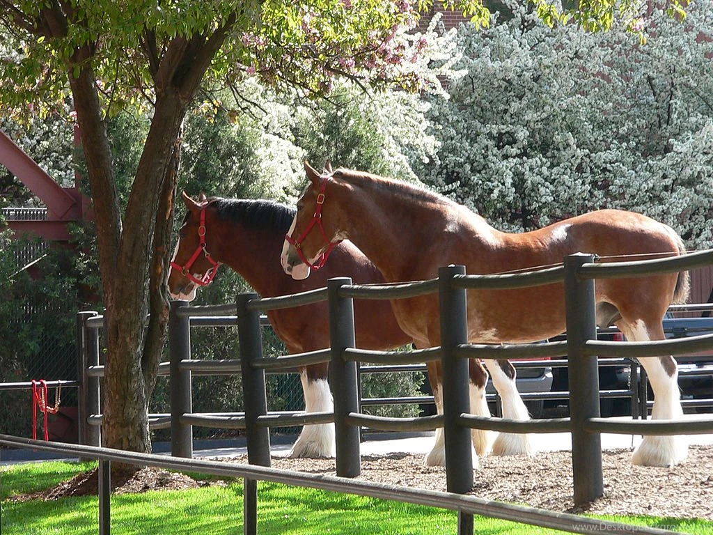 File:Clydesdales 2.jpg Wikimedia Commons