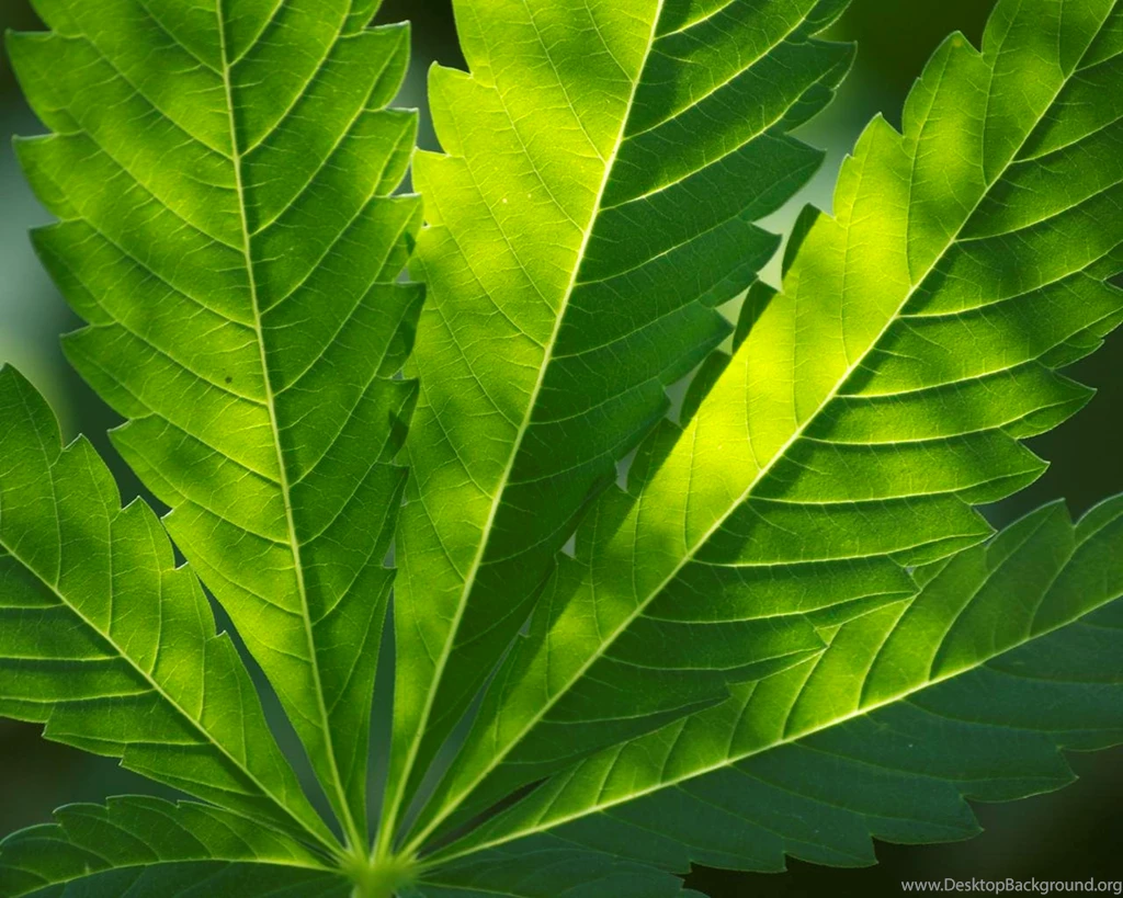 Hempwallpaper030_1280x1024.jpg