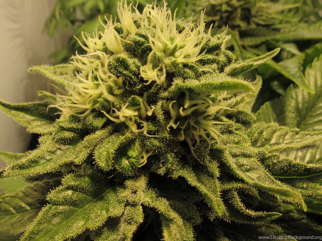 Hemp Seed Shop Learn To Love Hemp And How To Grow, Smoke And Enjoy.