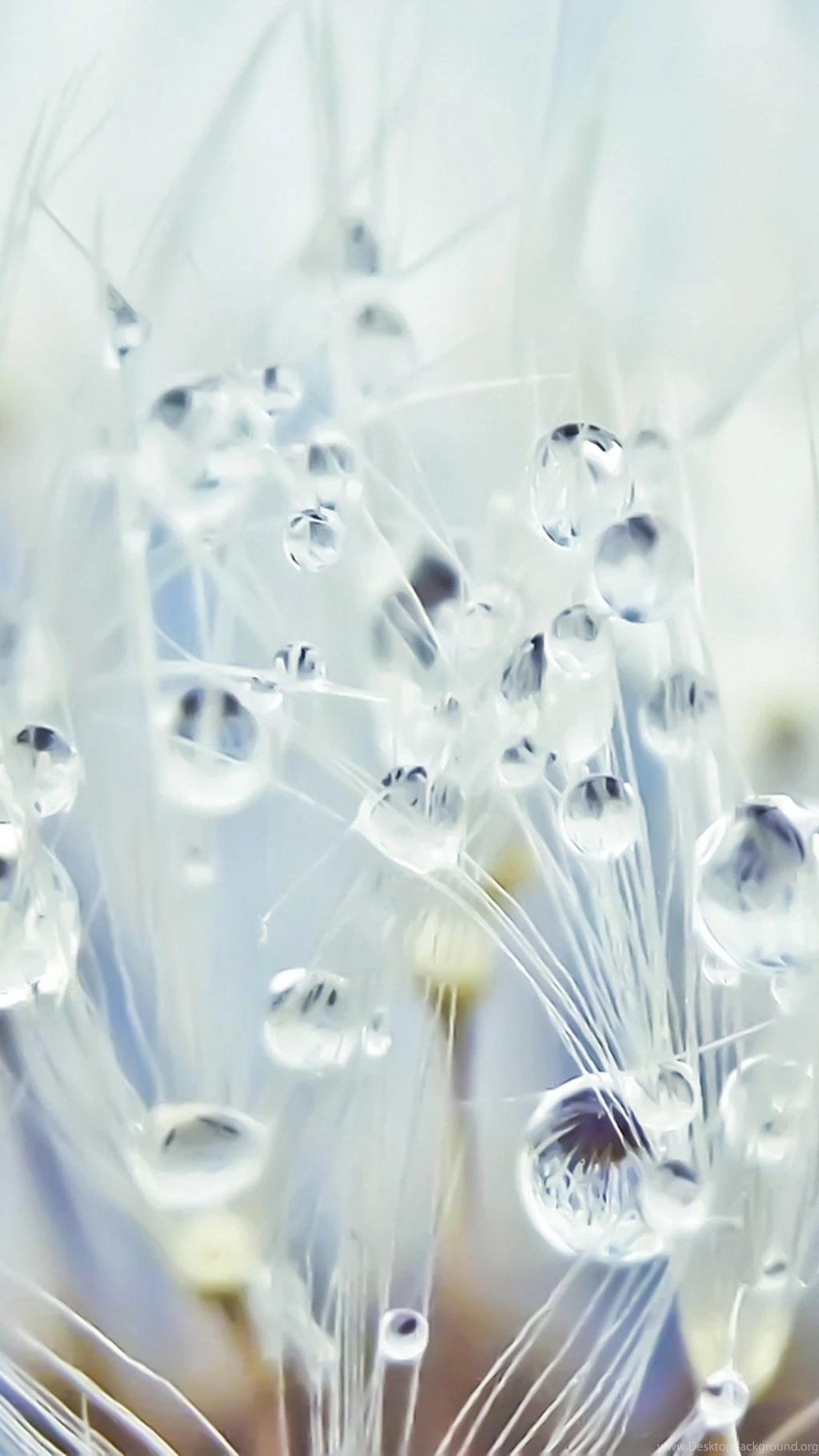 The Most Beautiful Water Droplets iPhone 6 Plus Wallpapers