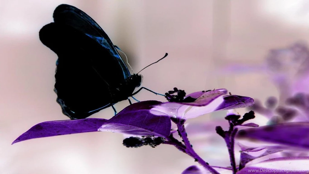 Wallpapers Naturee Back My Life Black Butterfly Free Hd For ...