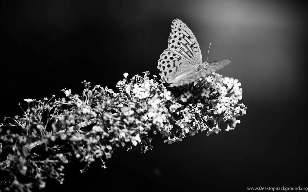 Animals & Birds Black And White Butterfly In Botanic Garden ...