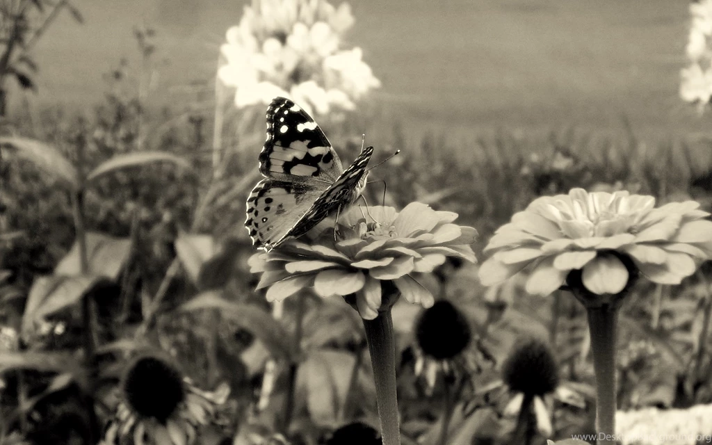 40+ Black And White Wallpapers   Technosamrat