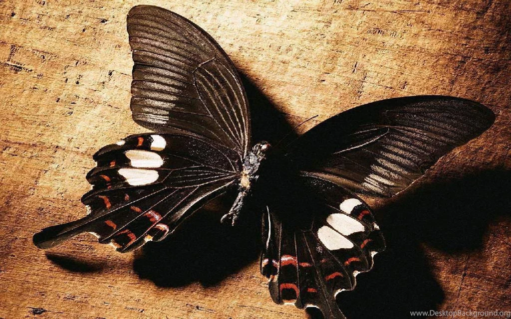 1024x768px