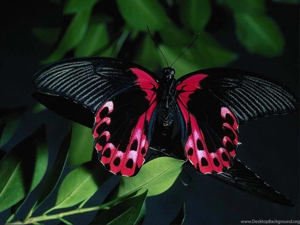 Black Butterfly Wallpapers