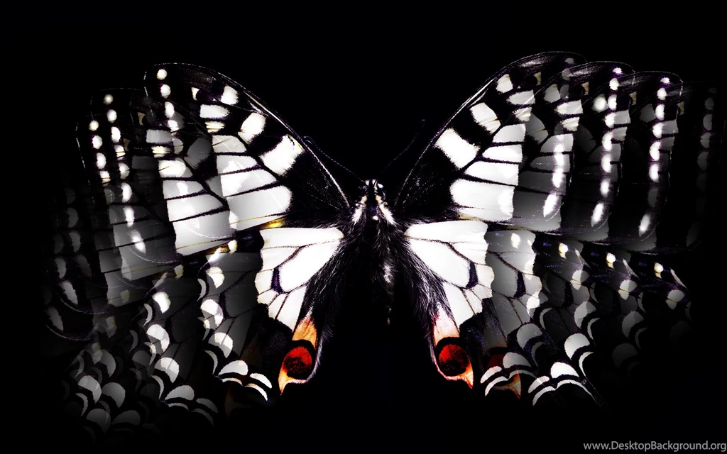 Black White Butterfly Wallpapers HD Free 242982   PetPictures