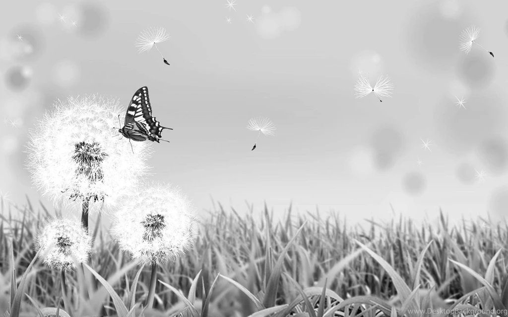 Dreamy & Fantasy Black And White Butterfly Nature Wallpaper. Black ...