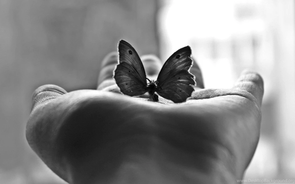 Butterfly Mood Hand Black White Window Light Wallpapers