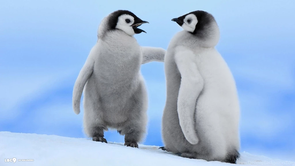 Penguin Wallpapers 2/7