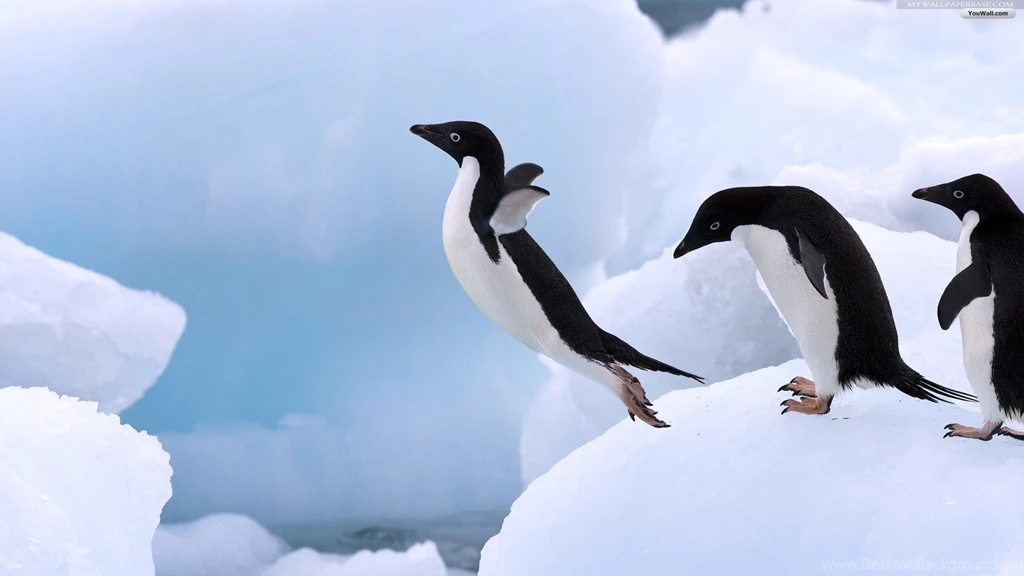 Penguin Wallpapers