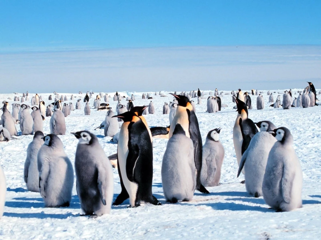 Penguin Download
