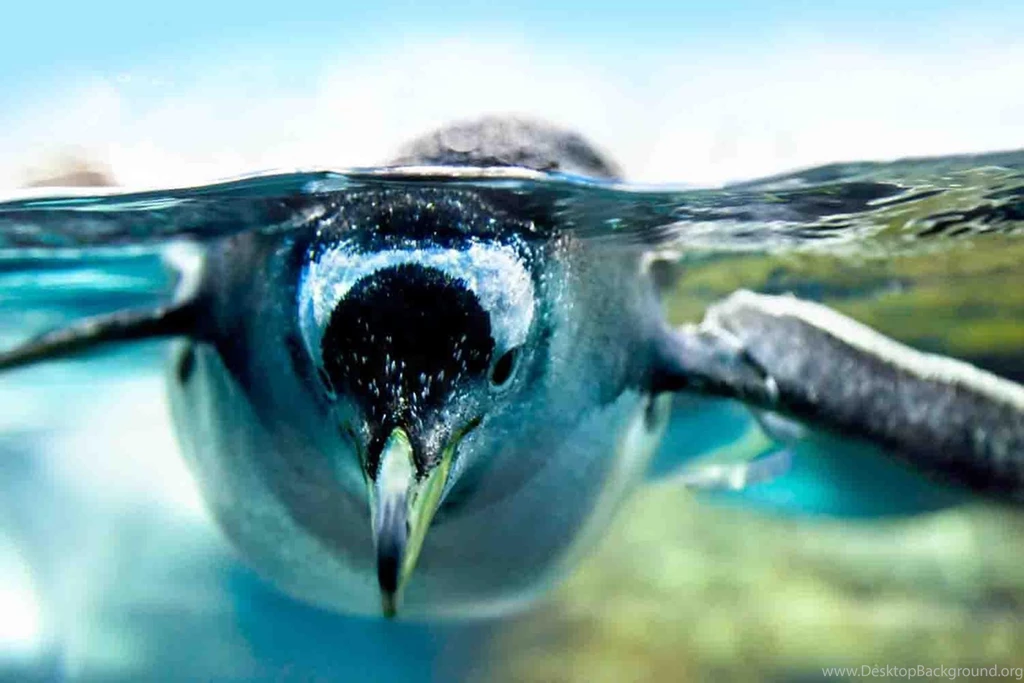 Penguin Wallpapers Free Android Apps And Tests AndroidPIT