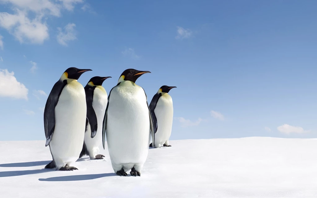 Penguin Wallpapers Hd Q3E
