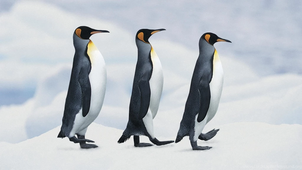 Penguin Wallpapers » WallDevil Best Free HD Desktop And Mobile ...