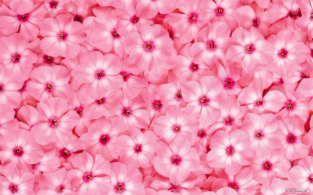 Beautiful Flower Wallpapers Collection (44+)