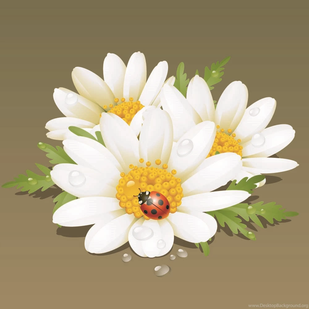 Beautiful Flowers Backgrounds 04 Vector Free Vector / 4Vector