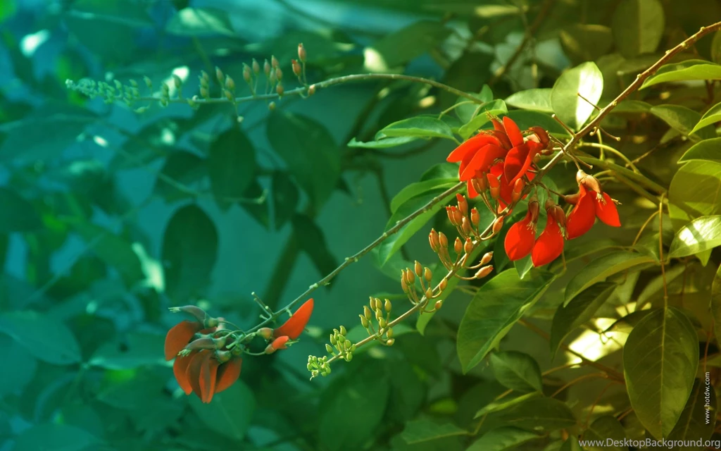 Beautiful, Flower, Background, Powerpoint, Red (