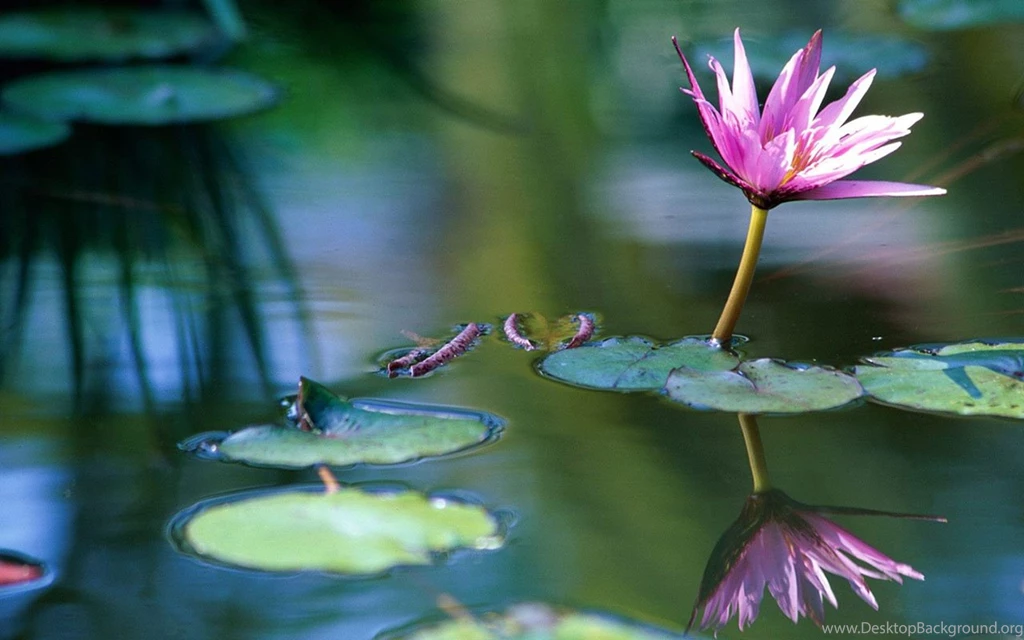 Lotus Theme Photography Wallpapers 6 - Flower Wallpapers Free ...